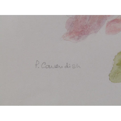 1217 - P CAVENDISH - PINK ROSES, WATERCOLOUR.  SIGNED F/G 29 x 23 cms