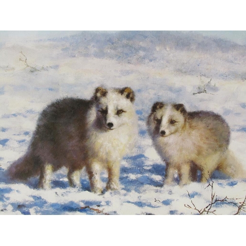 1238 - DAVID SHEPHERD - ARTIC FOXES, F/G COLOURED PRINT 27 x 39 cmS