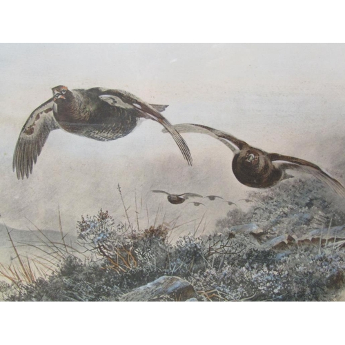 1273 - A THORBURN, FRAMED COLOURED PRINT - GROUSE IN FLIGHT, F/G 22 x 31 cms