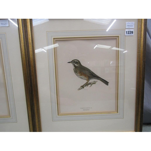 1229 - THREE F/G COLOURED ORNITHOLOGICAL PRINTS 29 x 23 cms