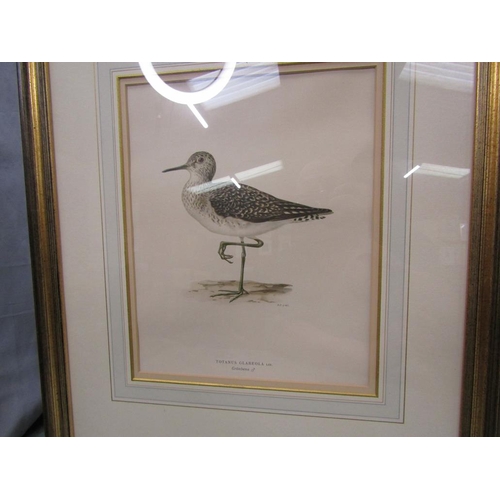 1229 - THREE F/G COLOURED ORNITHOLOGICAL PRINTS 29 x 23 cms