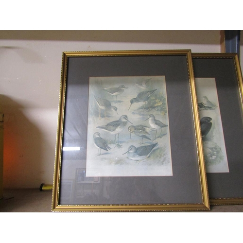 426 - GILT FRAMED BIRD PRINTS