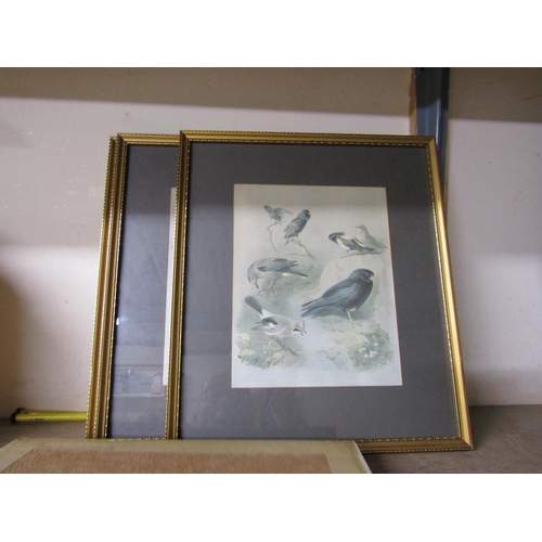 426 - GILT FRAMED BIRD PRINTS