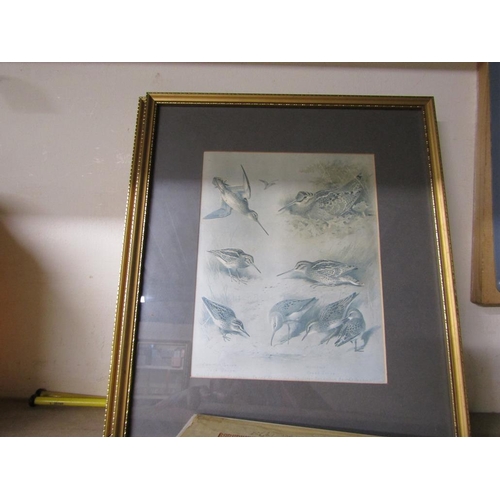 426 - GILT FRAMED BIRD PRINTS