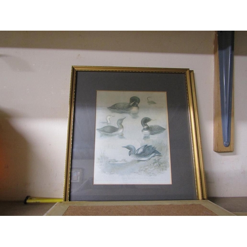 426 - GILT FRAMED BIRD PRINTS