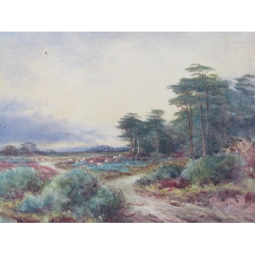 1261 - V.T ARPER - COMMON LANDSCAPE WITH SHEEP GRAZING BENEATH PINE TREES, SIGNED WATERCOLOUR, F/G, 26CM X ... 