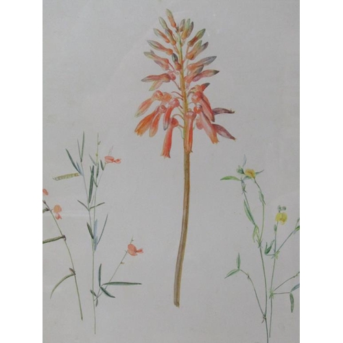 1269 - TWO F/G WATERCOLOURS - FLOWERS, EACH APPROX. 28CM X 37CM