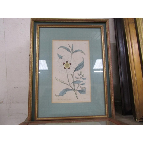 153 - FRAMED BOTANICAL ENGRAVINGS