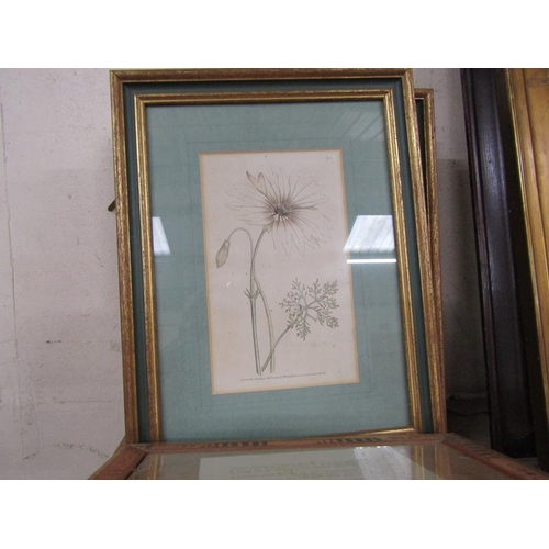 153 - FRAMED BOTANICAL ENGRAVINGS