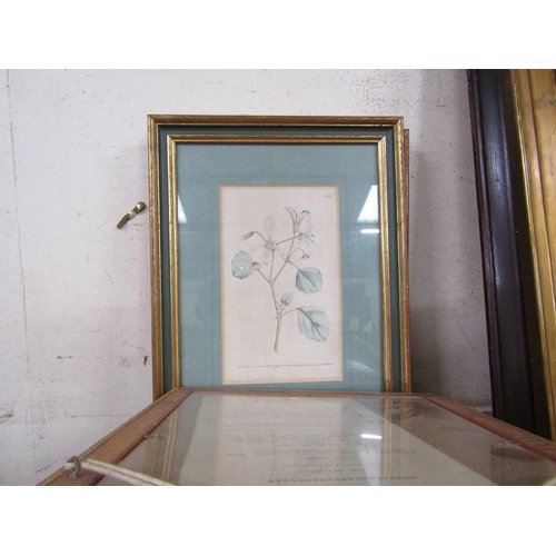 153 - FRAMED BOTANICAL ENGRAVINGS