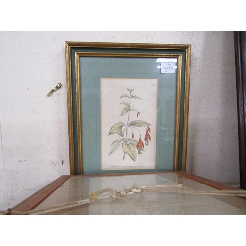 153 - FRAMED BOTANICAL ENGRAVINGS