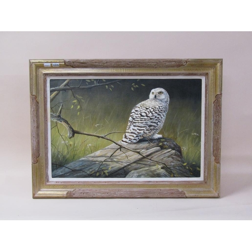 1215 - GRANT HACKING 1996 - SNOWY OWL, SIGNED OIL ON CANVAS, FRAMED, 50CM X 75CM