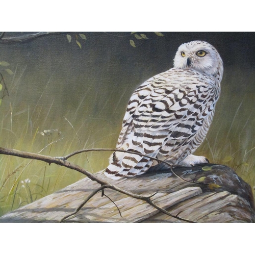 1215 - GRANT HACKING 1996 - SNOWY OWL, SIGNED OIL ON CANVAS, FRAMED, 50CM X 75CM