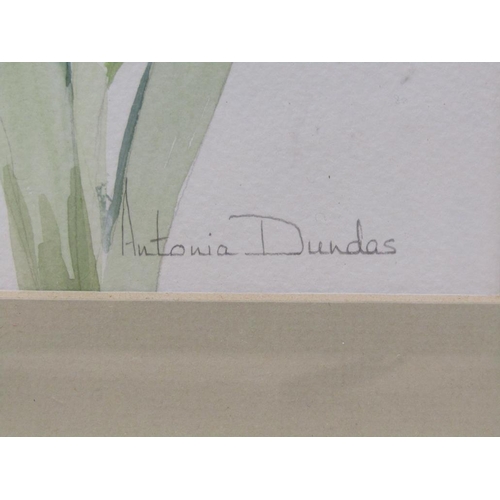 1256 - TWO PAINTINGS - FLOWERS AND CLEMATIS - ANTONIA DUNDAS AND ONE OTHER