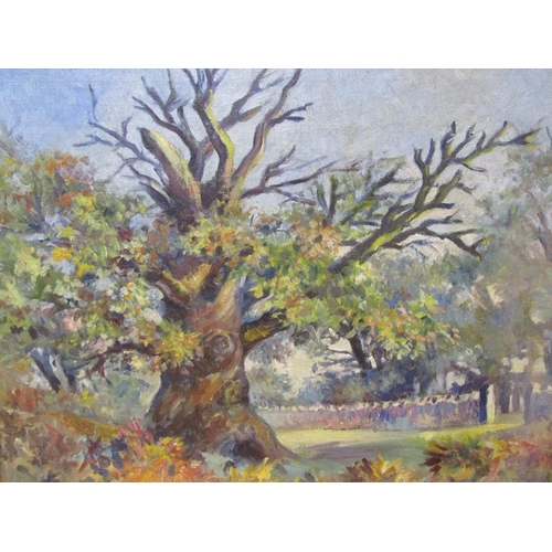 1286 - UNSIGNED - THE OLD OAK TREE, OIL ON CANVAS, FRAMED, 39CM X 49CM