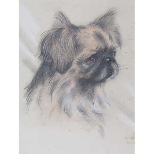 216 - R.F Gaulin 35 - Portrait of a Pekinese dog, pencil and watercolour, signed, framed and glazed, 35cm ... 