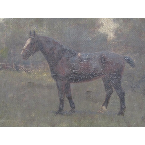 231 - Unsigned - Blazer, May 1908, portrait of a horse, oil on canvas, framed, 17cm x 29cm.