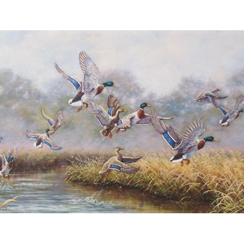 246 - Kim Brooks - Mallard ducks rising, signed oil on canvas, framed, 59.5cm x 90cm.