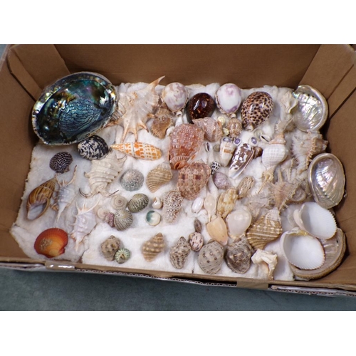 1391 - COLLECTION OF SEA SHELLS