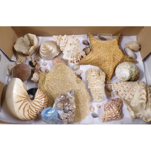 1439 - COLLECTION OF SEA SHELLS