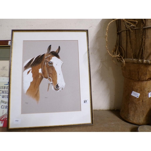 37 - GILL FOWLER - FRAMED GOUACHE, HORSES HEAD