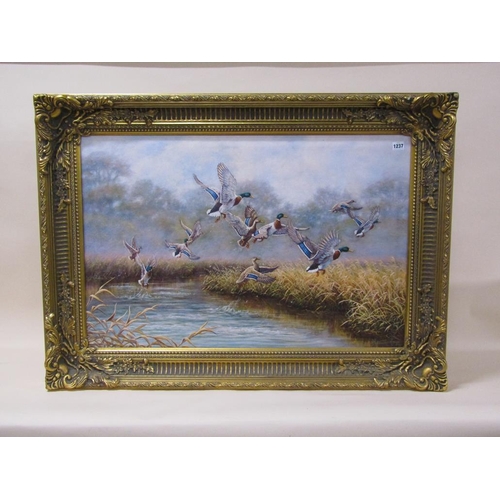 1237 - KIM BROOKS - MALLARD DUCKS RISING, SIGNED OIL ON CANVAS, FRAMED, 59.5CM X 90CM