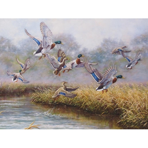 1237 - KIM BROOKS - MALLARD DUCKS RISING, SIGNED OIL ON CANVAS, FRAMED, 59.5CM X 90CM