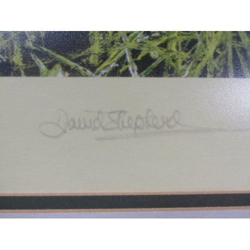 1252 - DAVID SHEPHERD - JUNGLE GENTLEMAN, COLOURED PRINT, SIGNED IN PENCIL, F/G, 50CM X 80CM