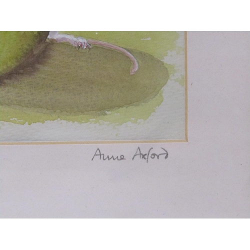 1267 - ANNE AXFORD - APPLE AND MOUSE, WATERCOLOUR, F/G, 12CM X12CM