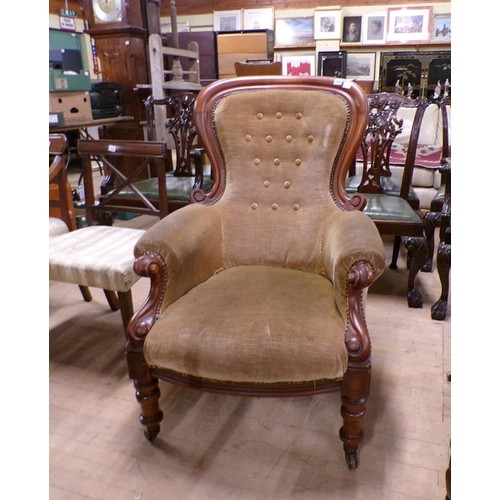 1929 - VICTORIAN MAHOGANY SHOW FRAMED BUTTON BACK CHAIR