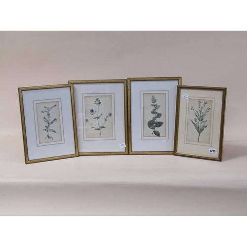 1290 - IN THE MANNER OF THOMAS RYVES C.1770/80 - FOUR BOTANICAL WATERCOLOURS, EACH F/G, 20CM X 12CM