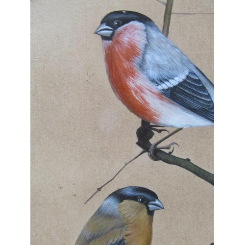 1294 - TWO ORNITHOLOGICAL PRINTS, F/G, 27CM X 21CM & 14CM X 19CM