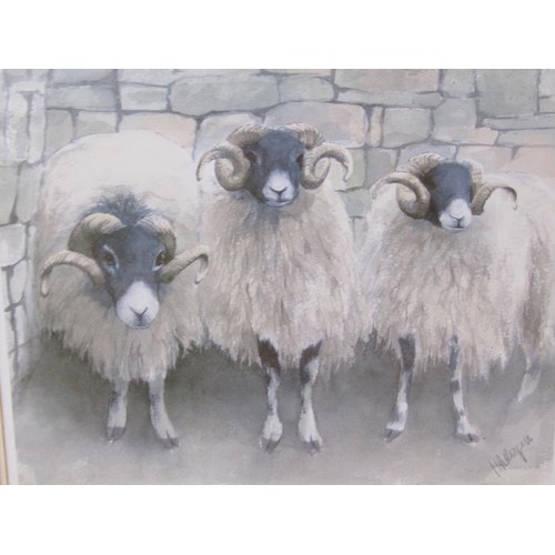 1230A - M.A ROGERS - SHEEP, COLOURED PRINT