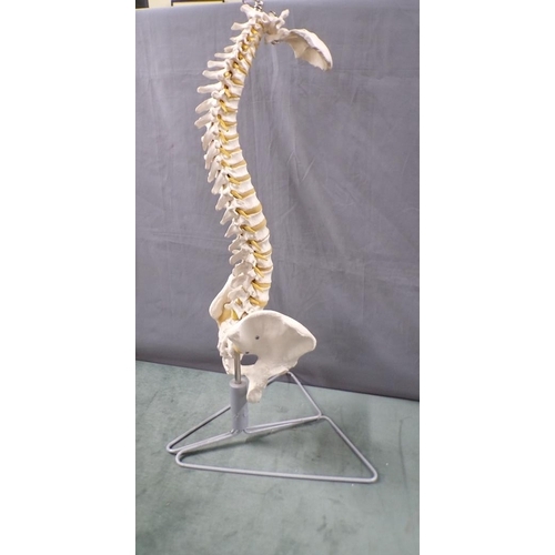 1348 - MEDICAL MODEL OF A VERTEBRAE ON STAND 70cms H