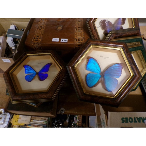 113 - TAXIDERMY CASED BUTTERFLIES