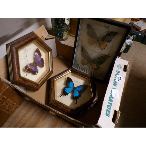 113 - TAXIDERMY CASED BUTTERFLIES