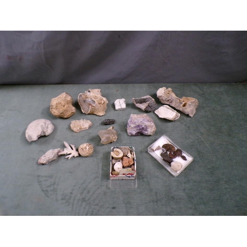 1335 - COLLECTION OF FOSSILS AND MINERALS