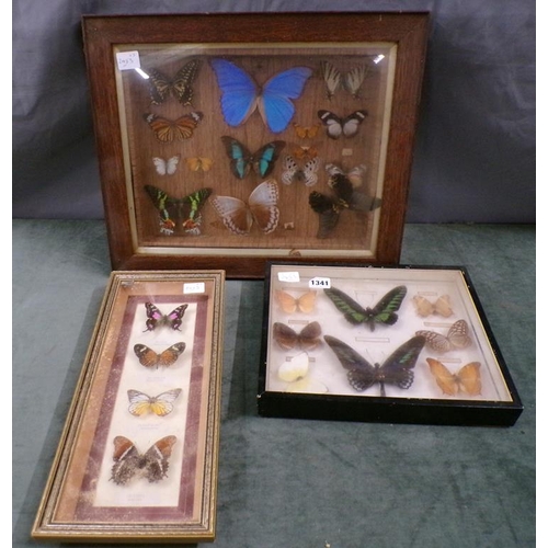 1341 - THREE CASED DISPLAYS OF BUTTERFLIES