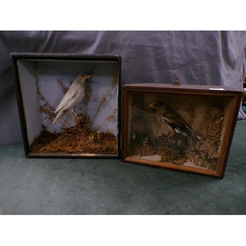 1353 - TAXIDERMY CASED BIRD WITH WHITE PLUMAGE, THE BOX 30cms W