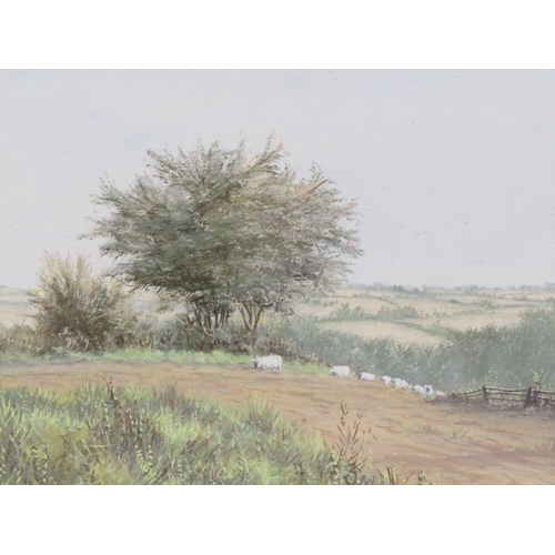 1209 - MIKE GIBSON - SHEEP ON THE MOVE, SIGNED OIL ON CANVAS, FRAMED, 24CM X 34CM