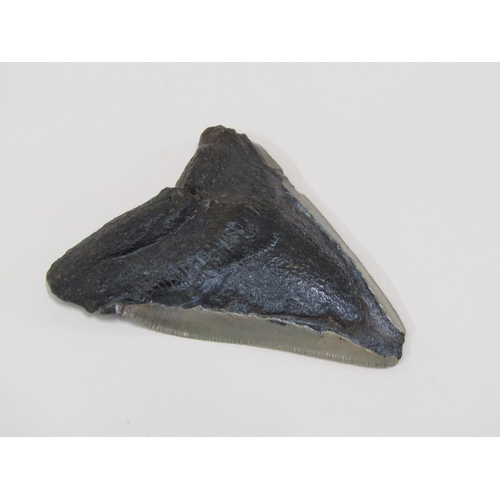 1542 - FOSSILISED MEGALODON TOOTH