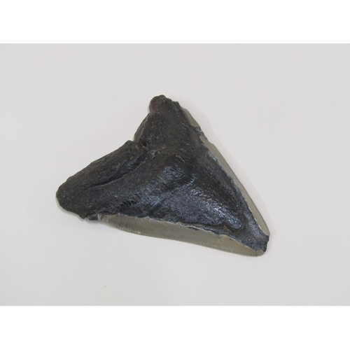 1542 - FOSSILISED MEGALODON TOOTH