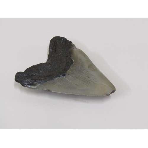 1542 - FOSSILISED MEGALODON TOOTH