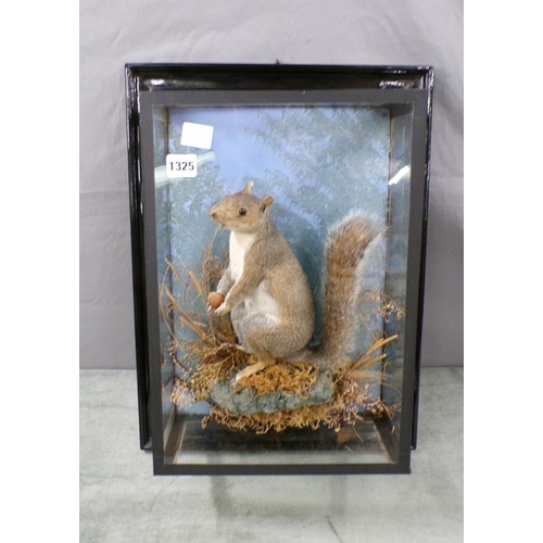 1325 - TAXIDERMY CASED GREY SQUIRREL, GEORGE BASERY NORWICH