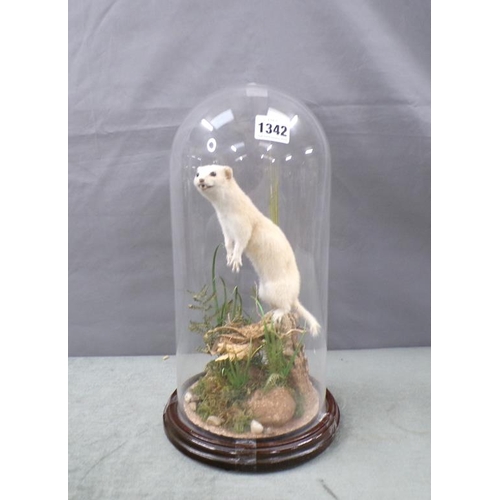 1342 - TAXIDERMY STOAT UNDER A GLASS DOME CJ ELLIOT NORTHAMPTON