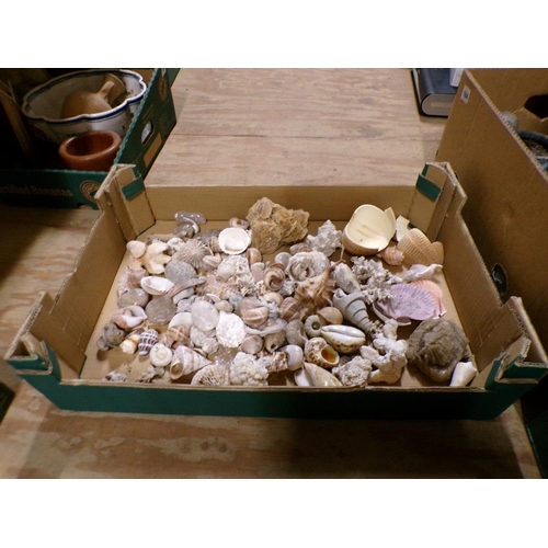 205 - BOX OF SHELLS