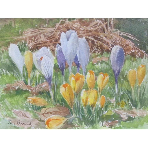 1290 - JOY BRAND - CROCUS, SIGNED WATERCOLOUR, F/G, 16CM X 22CM