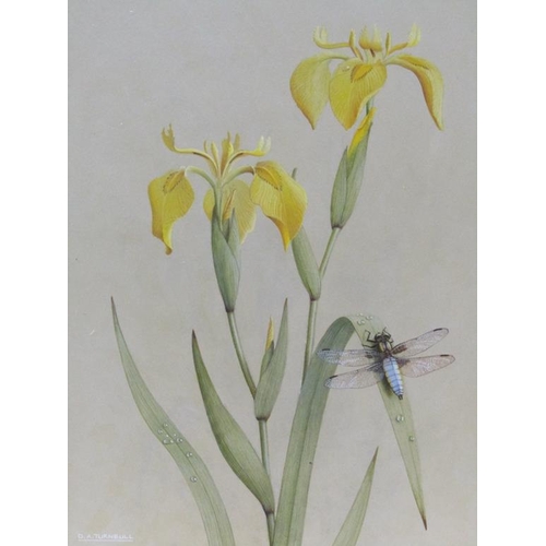 243 - D.A Turnbull - Broad bodied chaser on flag iris, signed gouache, framed and glazed, 31cm x 24cm.