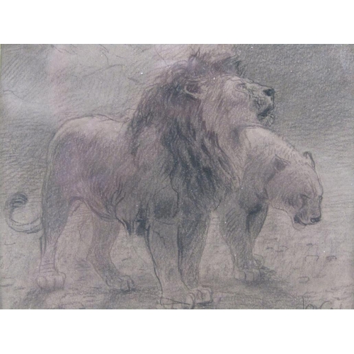 236 - James Wolf 1820/1899 - Pair, Lion and lioness & Lion and his prey, from being illustration for Docto... 