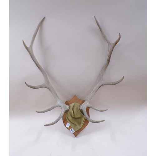 1274 - PAIR OF WALL MOUNTED ANTLERS